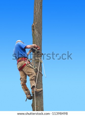 Man cutting down oak tree
