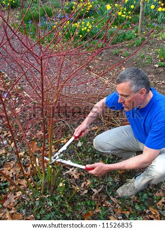 Pruning+red+twig+dogwood+bushes