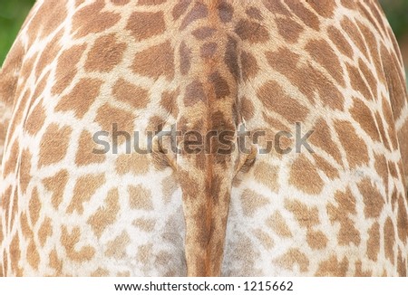 Giraffe Rear coat & Tail