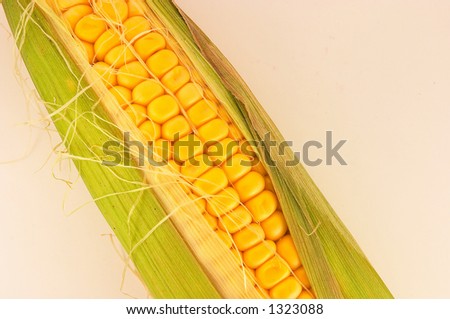 One golden corn on cob on white/light background, slightly opened, and fresh. Can be used in healthy food concept, or as ingredients for cooking. Golden colour is appealing.
