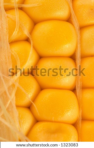 One golden corn on cob closeup with detail, slightly opened, and fresh. Can be used in healthy food concept, or as ingredients for cooking. Golden colour is appealing.