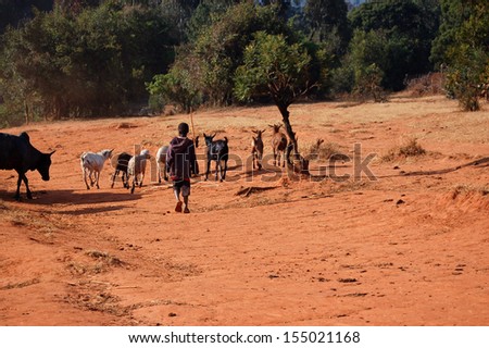 The animals go grazing - Pomerini - Tanzania - Africa 2013 - Men and children carry the cows grazing the plateau of the Village Pomerini in Tanzania