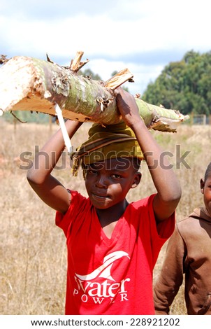 August 2014-Pomerini-Tanzania-Africa-African children to work carrying logs of wood on their heads in the African way, for cooking and heating-often in Africa are the kids to do the hardest work