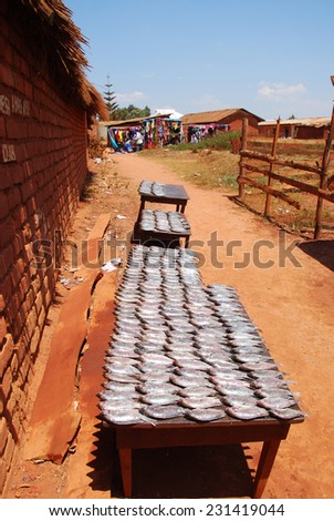 The market of the Village of Pomerini - Benches fish - Tanzania - Africa