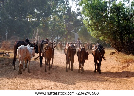 African herders bring small herds of cows grazing-Tanzania-Africa