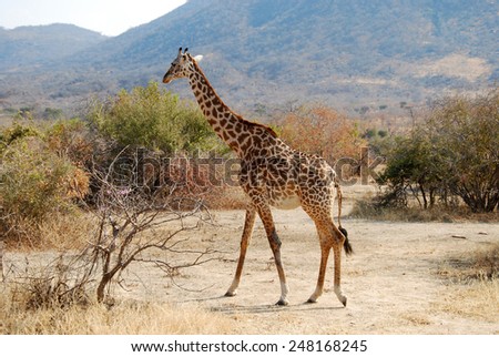 One day of safari in Tanzania - Africa - Giraffe