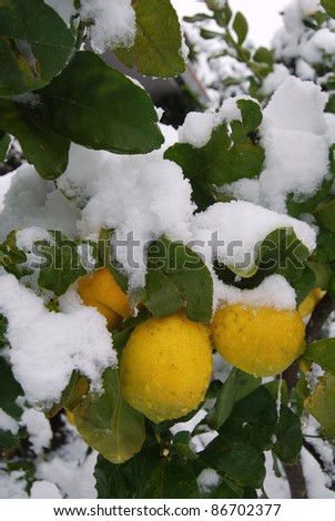 A lemon tree flooded by snow