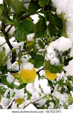A lemon tree flooded by snow