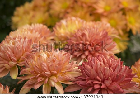 Mums for the Fall Season