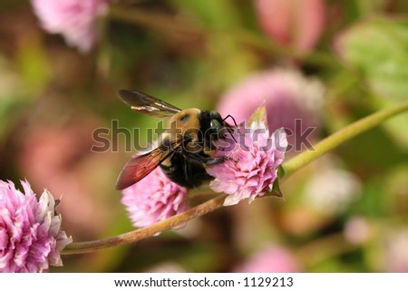 Carpenter Bee on Pink Flower