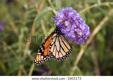 Monarch Butterfly on Purple Butterfly Bush Bloom