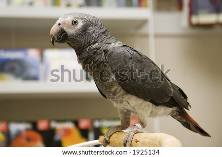 Cene ptica ! - Page 17 Stock-photo-timneh-african-grey-in-a-bird-store-1925134