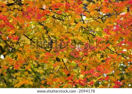 Autumn Leaves in Full Color