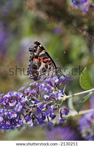 Painted Lady Butterfly on a Purple Butterfly Bush Bloom