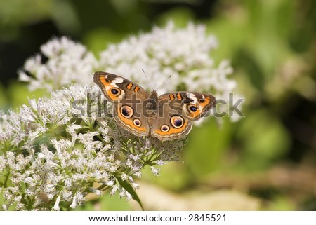 Common Buckeye Butterfly on White Mist Flower