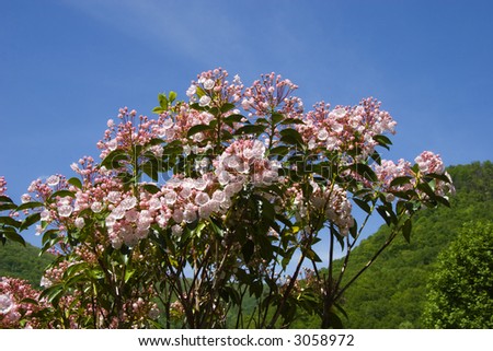 Mountain Laurel in Full Bloom, Mountains in the Background Against Blue Sky
