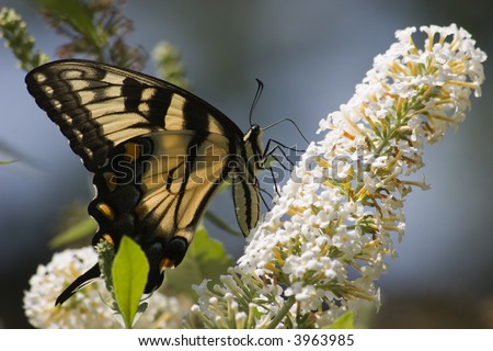 Side View of a Pale Tiger Swallowtail Butterfly on a White Butterfly Bush Bloom