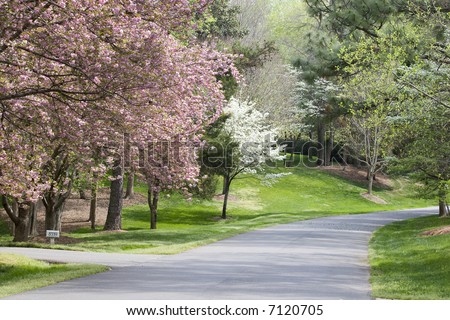 Pretty Pink and White Spring Tree Blooms in the Driveway