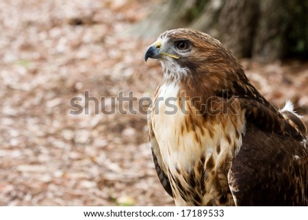 Red Tailed Hawk Profile - Room for Text