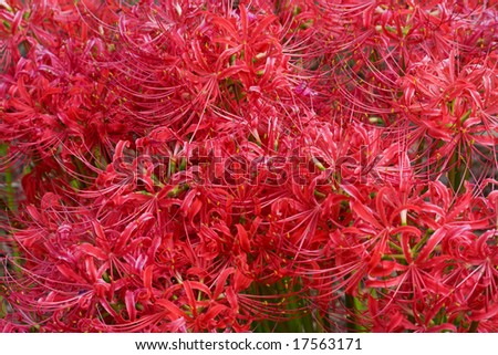 lily spider flower