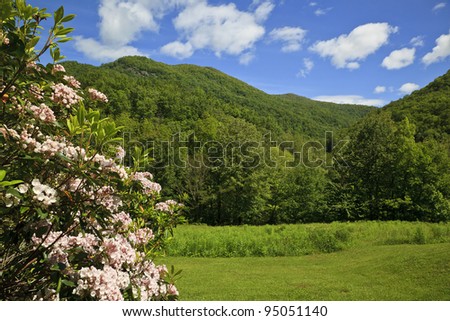 Pink Mountain Laurel
