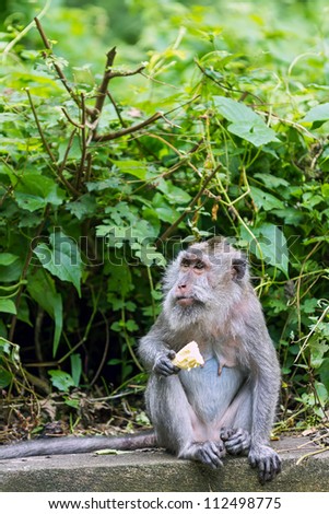 Monkey eating fruit at sacred monkey forest, Ubud, Bali, Indonesia