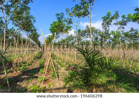 Rubber Tree Plantation With Rows Of Cultivated Trees In Phuket, Thailand
