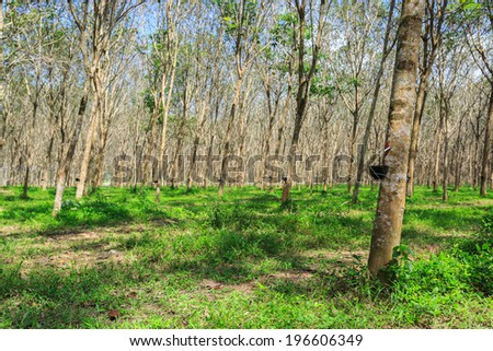 Rubber Tree Plantation With Rows Of Cultivated Trees In Phuket, Thailand
