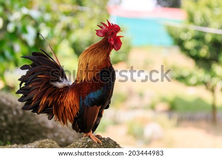 Horizontal photo of a male Colorful Rooster crowing