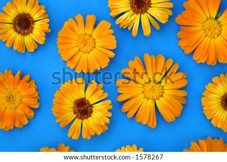 Orange flowers on a blue background. Focus is on the lower middle left flower :)