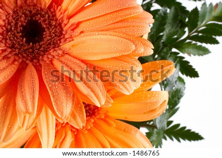 Partial view of a daisy on white background