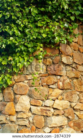 A Ivy climbing the old wall of hard stones