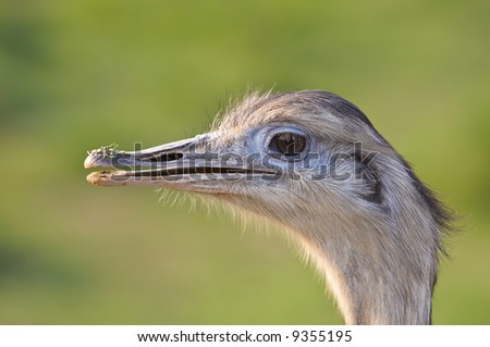 Ostrich portrait in the national park. Eyes on focus and background blurred