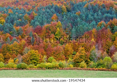 The autumn colors in the national park