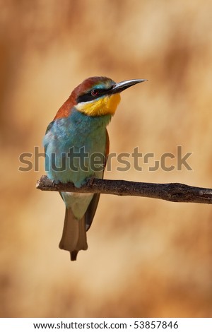 European bee-eater on a branch, Merops apiaster. Shallow depth of field and bakground blurred