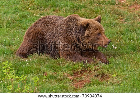 One brown bear, ursus arctos resting on the grass