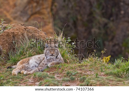 Eurasian Lynxes