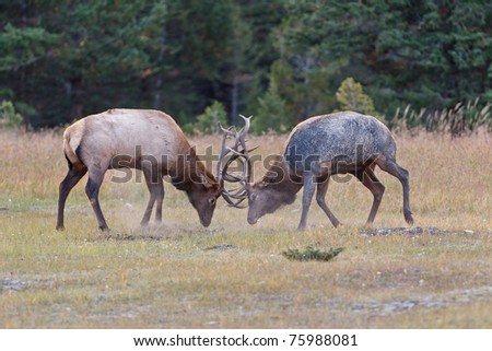 Bull Elks fighting, Jasper National Park, Canada