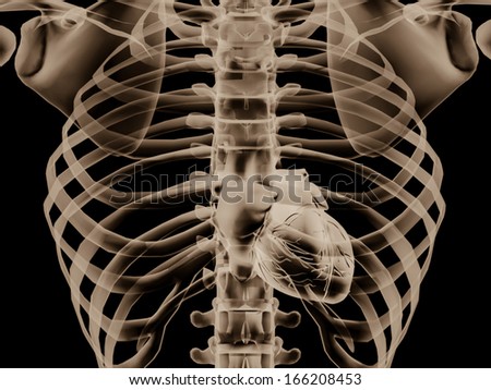 3D X-Ray image of human body and heart anatomy