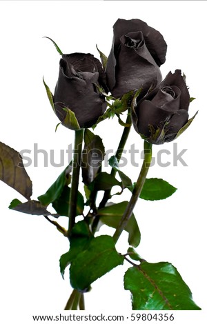 stock photo Beautiful black rose on white background