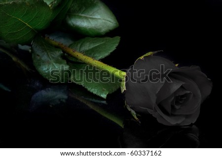 Beautiful black rose on black background
