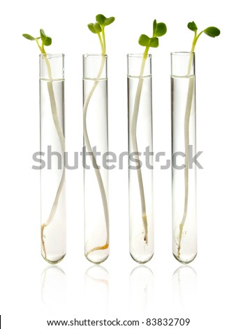 Small plants germinate in test tube Genetically Modified Organisms Small plants germinate in test tube Genetically Modified Organisms
