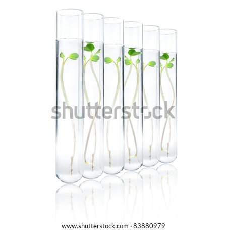 Small plants germinate in test tube Genetically Modified Organisms Small plants germinate in test tube Genetically Modified Organisms