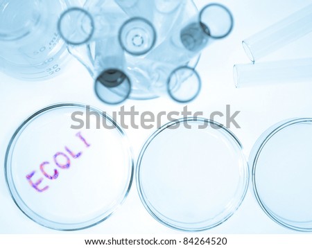 Biological culture laboratory glassware with growing ecoli bacteria, Escherichia coli bacteria