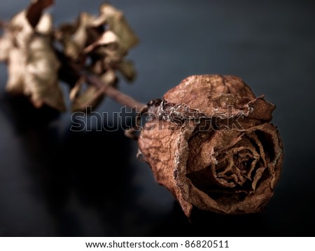 Single dried rose, Dead rose