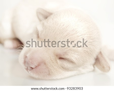 Adorable sleeping puppy, 1 week old puppy