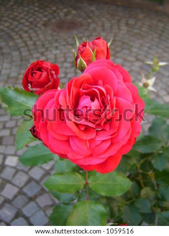 An urban red rose.