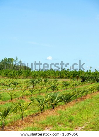 Palm-tree nursery