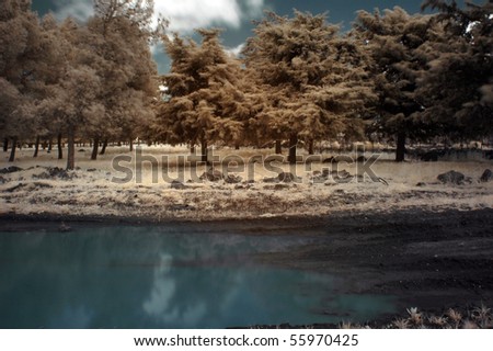 Infra red shots of mud, trees and a puddle