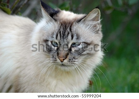 cross-eyed cat